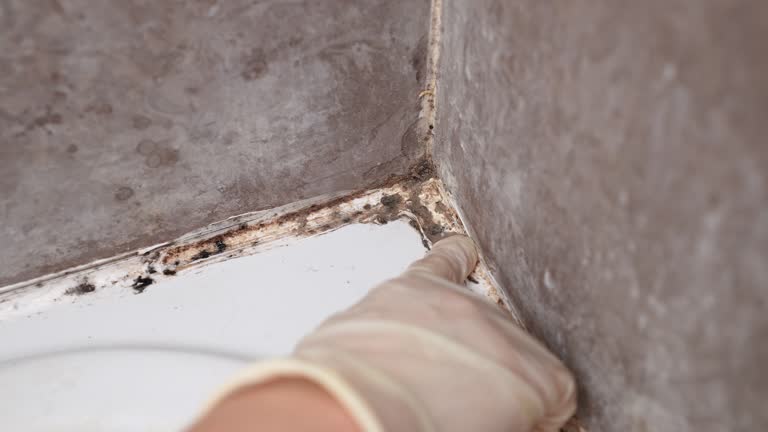 Best Mold Prevention Services  in Middletown, PA